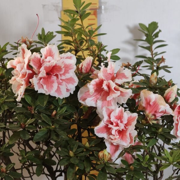 Azalea California Doll