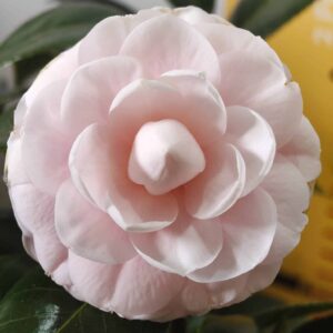 Camellia Japonica ‘Pink Perfection’ – Beautiful Pink Blooms for Your Garden