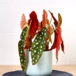 Begonia Maculata – Polka Dot Begonia, Houseplant with Silver Spotted Leaves and Pink Flowers plant