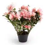 Azalea New Belgian Baby Pink