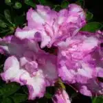 Azalea Blue Diamond