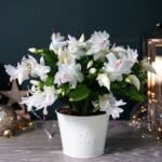 Schlumbergera truncata (Thanksgiving Cactus) White Plant