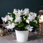 Schlumbergera truncata plant