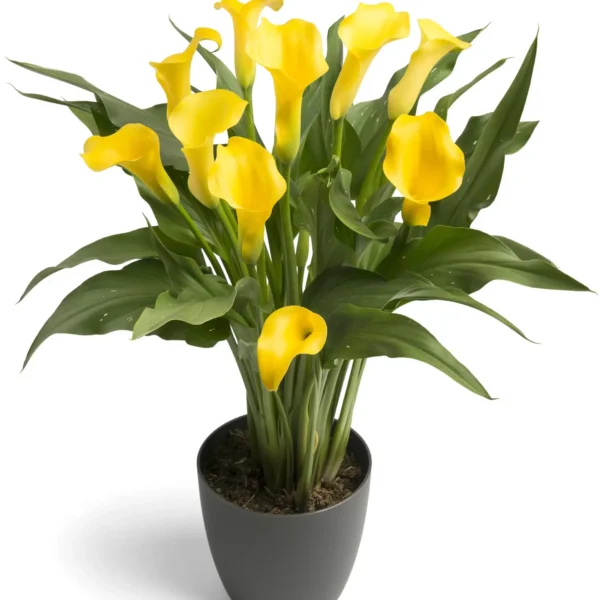 Zantedeschia 'Yellow' Calla Lily - Image 2