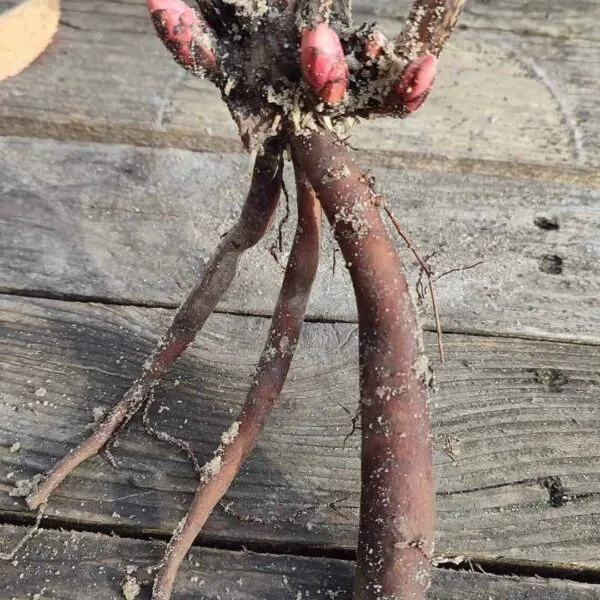 Holland Peony Rhizome (Bulb) - Image 2