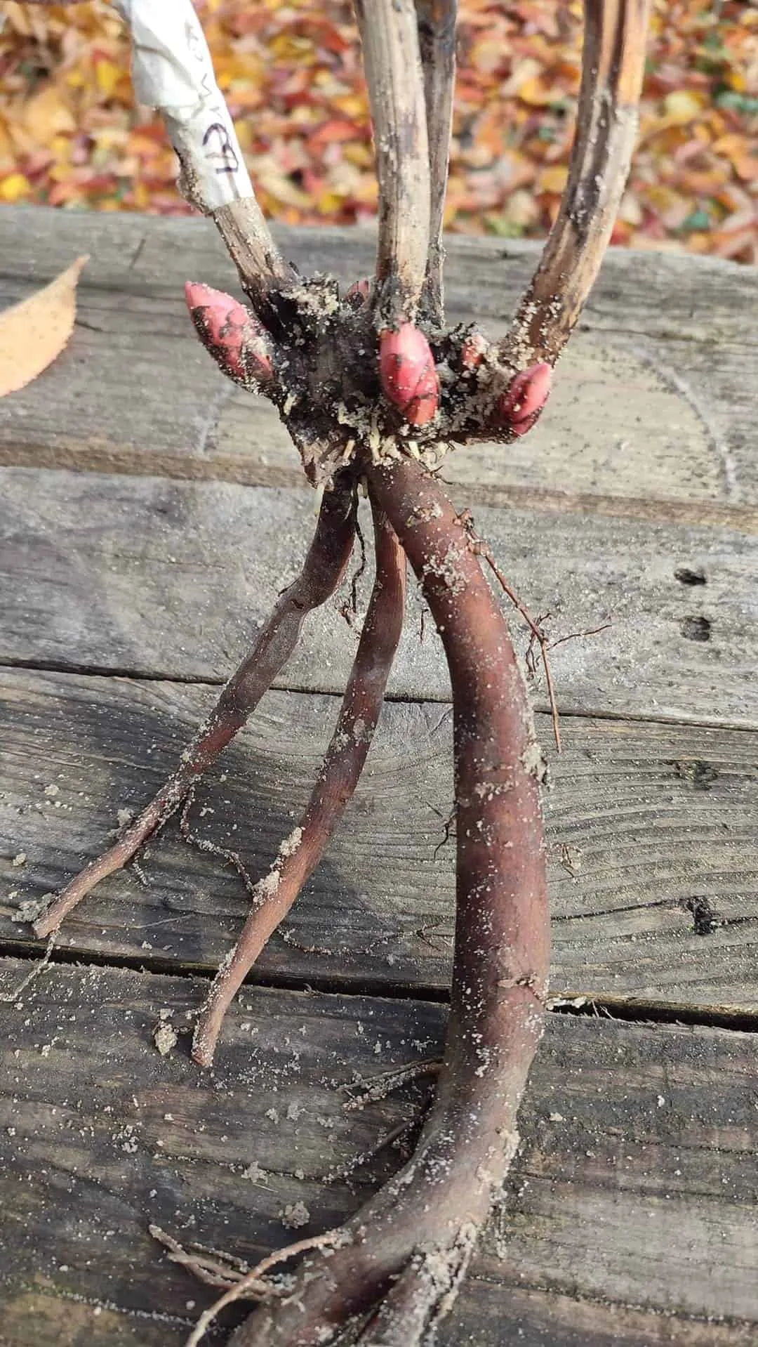 Holland Peony Rhizome (Bulb) - Image 2