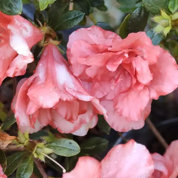 Azalea New Belgian Light Orange - Image 15