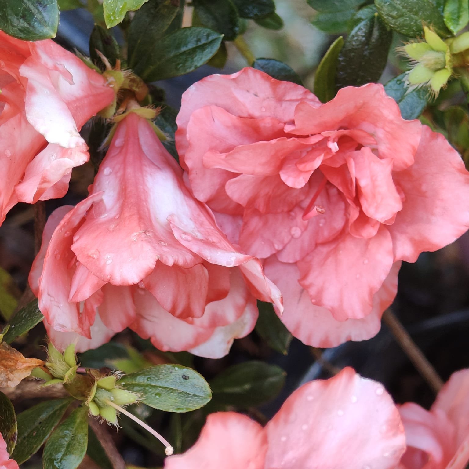 a104b336-556e-4540-921c-1085f7984413 Azalea New Belgian Light Orange - Image 15