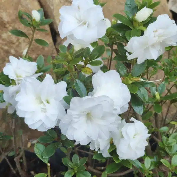 Azalea 'White Rosebud' - Image 11