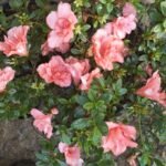 Azalea New Belgian Light Orange