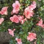 Azalea New Belgian Light Orange