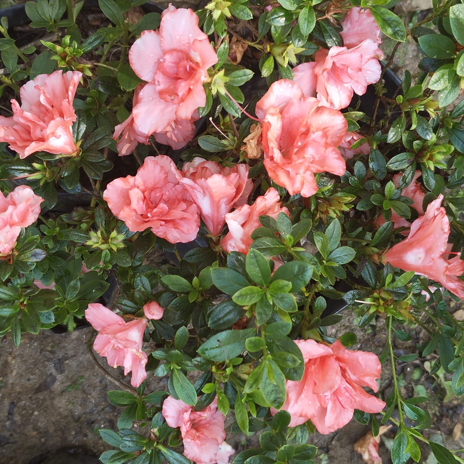 af3555c8-d494-469e-b1c2-487a67319528 Azalea New Belgian Light Orange - Image 1