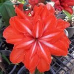 Amaryllis Double Bulb – Vibrant Orange Color | Add a Burst of Color to Your Garden