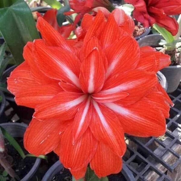 Amaryllis (Hippeastrum) Double Flowering ‘Lady Jane‘