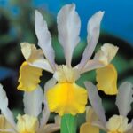 Holland Dutch Iris "Apollo" Pack of 6 bulbs