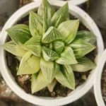 Buy Haworthia Retusa Variegated - Stunning Succulent with Variegated Leaves