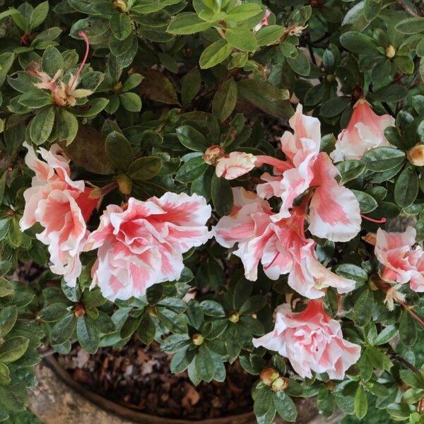 Azalea California Doll - Image 4