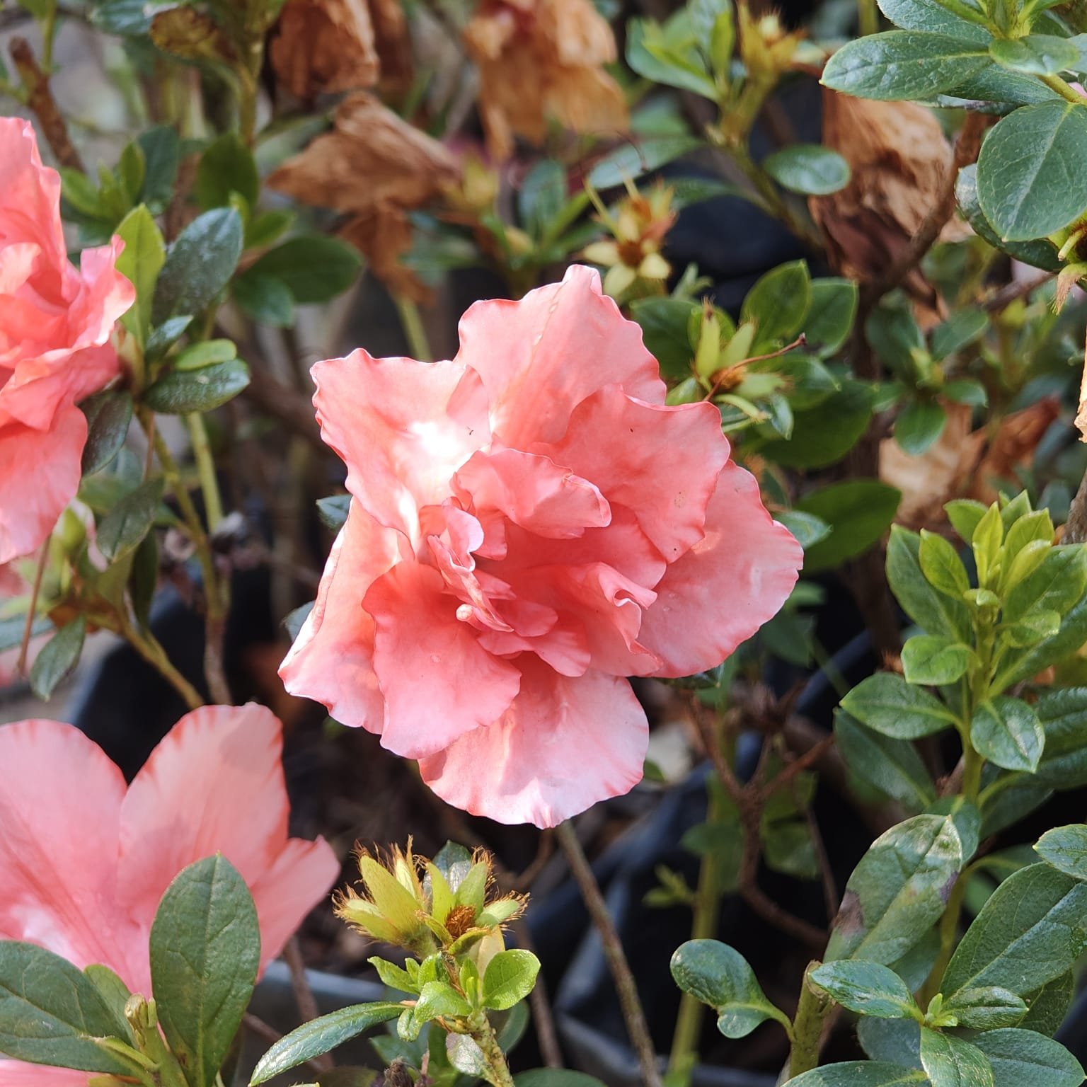 b60ce711-bd7e-40cd-938c-8c1be01e16d0 Azalea New Belgian Light Orange - Image 7