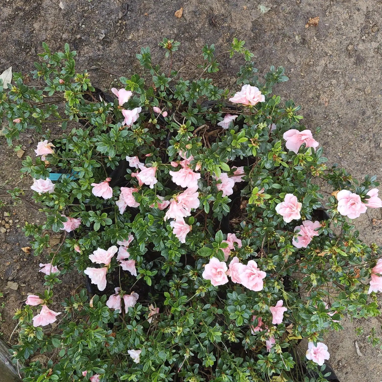 Azalea New Belgian Baby Pink - Image 9