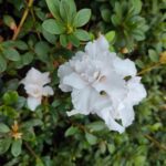 Azalea Belgian Cream White