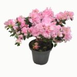 Azalea Belgian Baby Pink