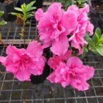 Azalea Belgian Pink