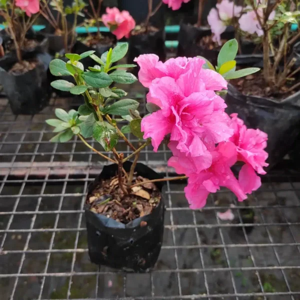 Azalea Belgian Pink - Image 2