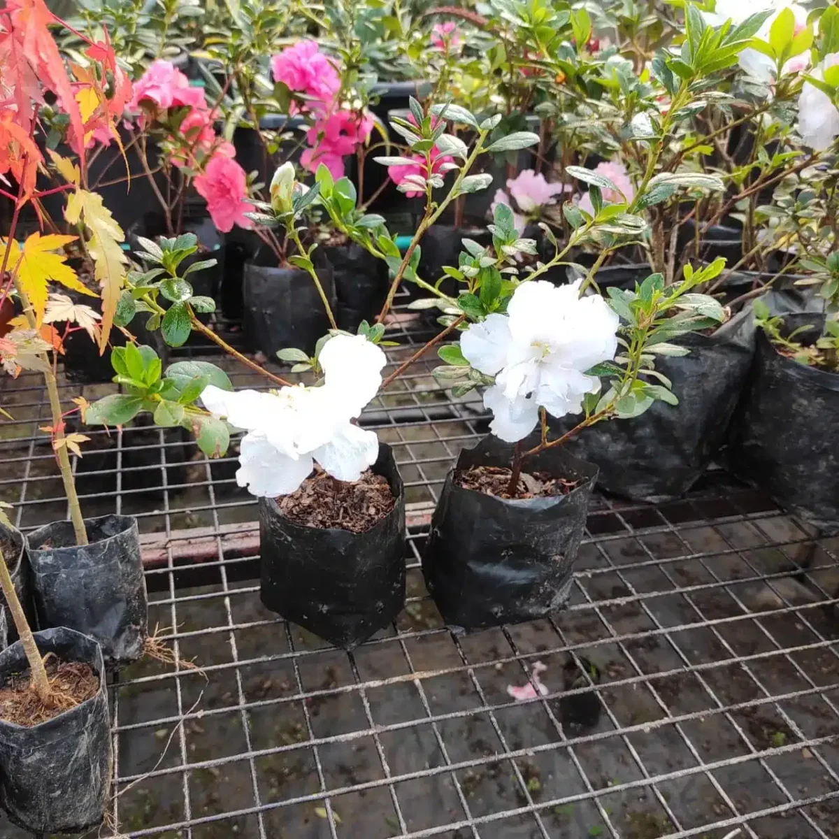 Azalea Belgian Pure White - Image 2