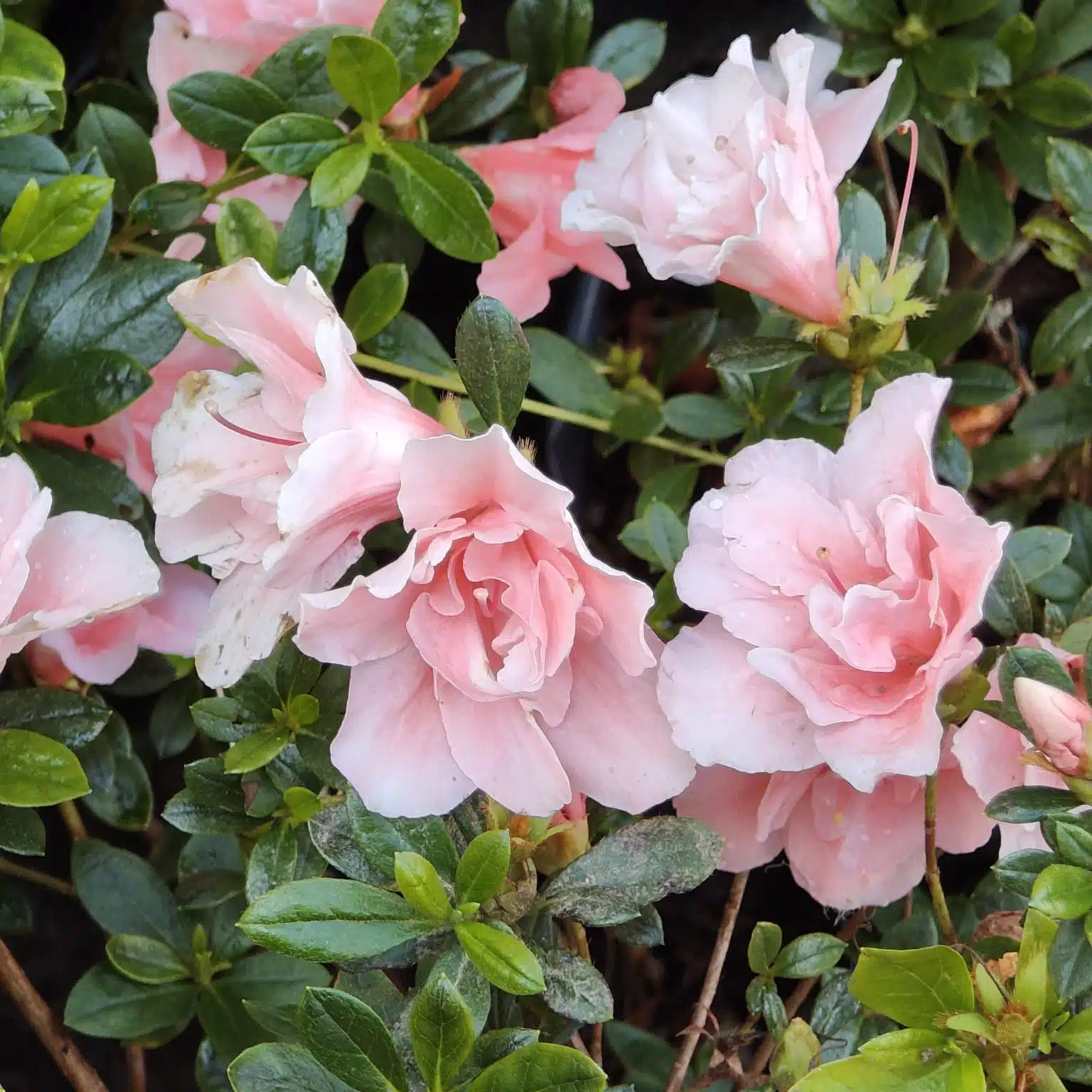 Azalea New Belgian Baby Pink - Image 12