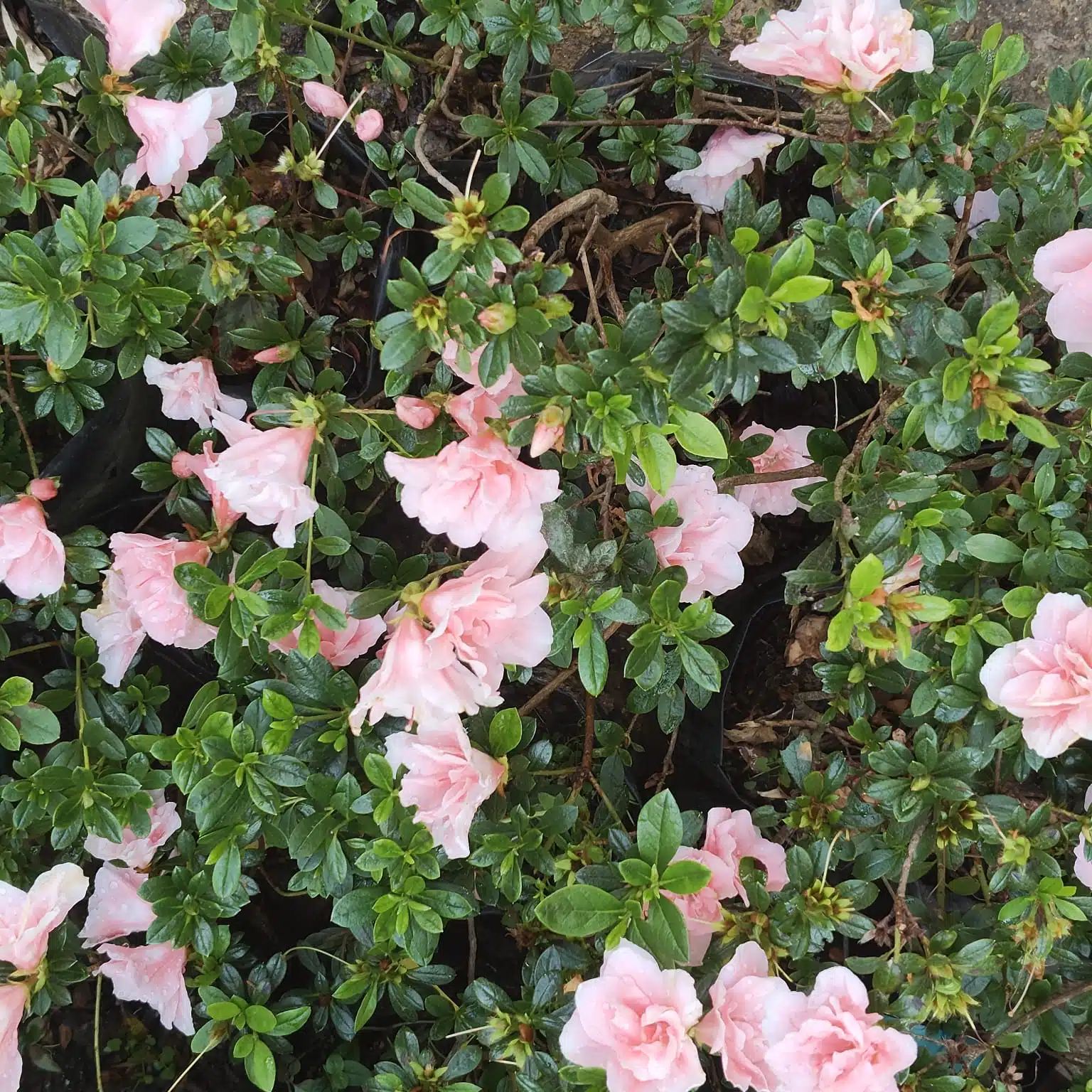 Azalea New Belgian Baby Pink - Image 6