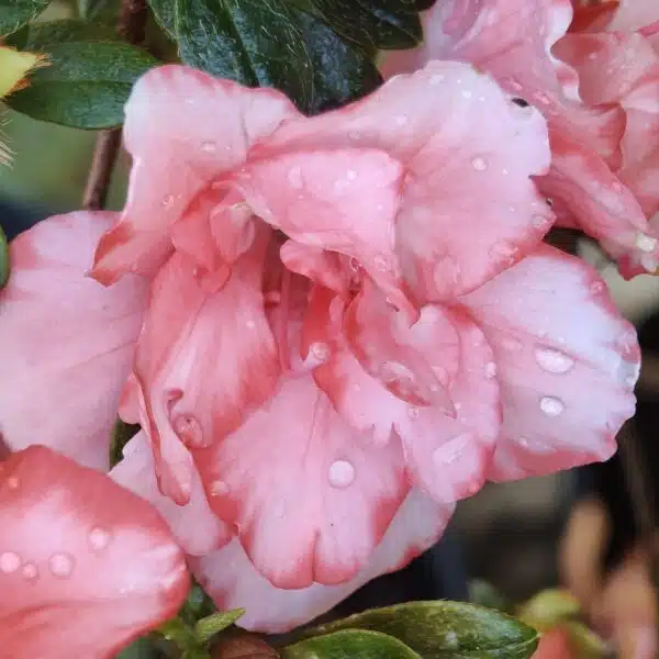 Azalea New Belgian Light Orange - Image 8