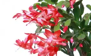 Schlumbergera truncata (Thanksgiving Cactus) Light Red Plant