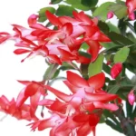 Schlumbergera truncata plant