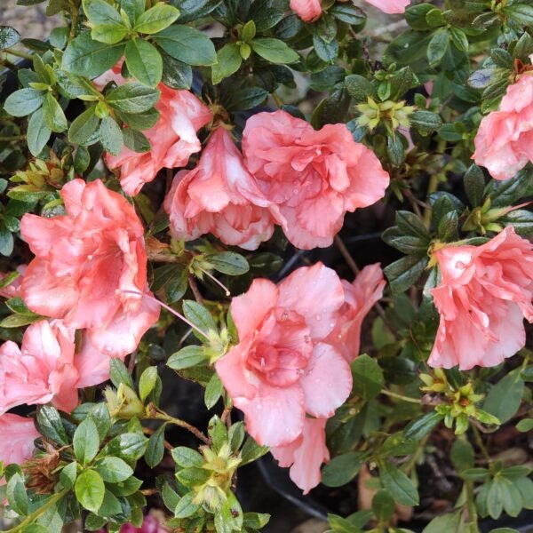 Azalea New Belgian Light Orange - Image 11