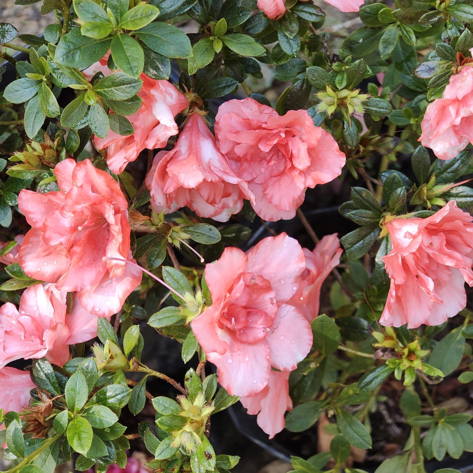 de9f538d-ab7f-4c8b-a999-cb4c6c43d4b8 Azalea New Belgian Light Orange - Image 11