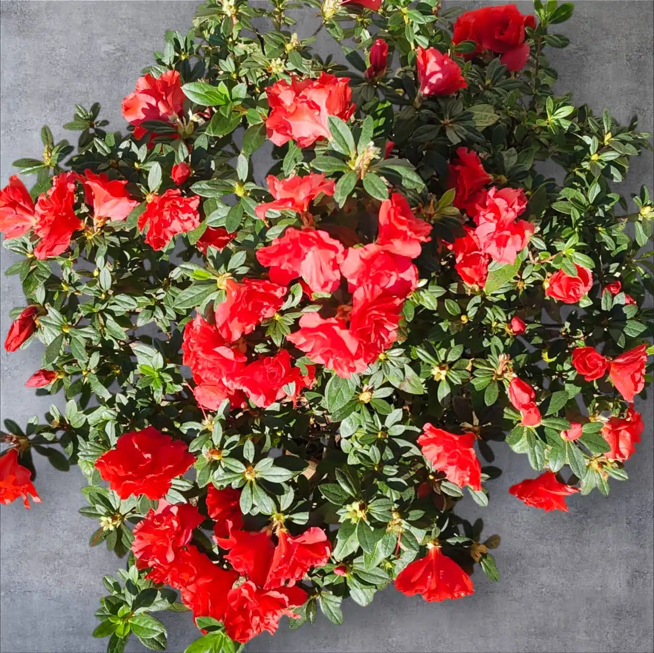 Azalea Super Red - Image 1