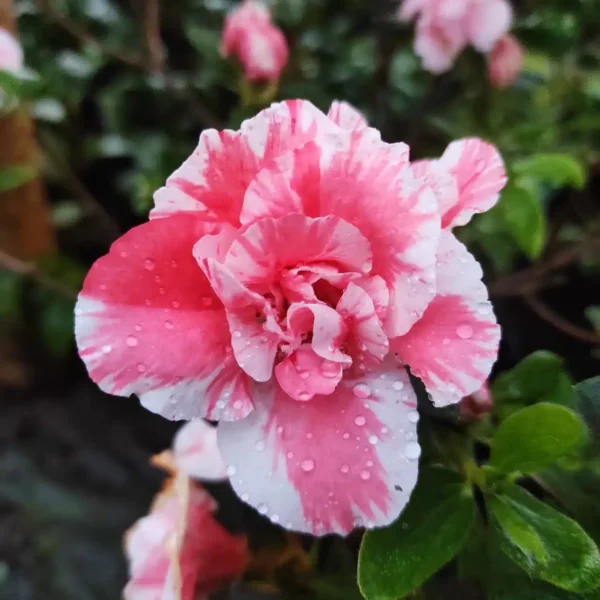 Azalea Lady Love