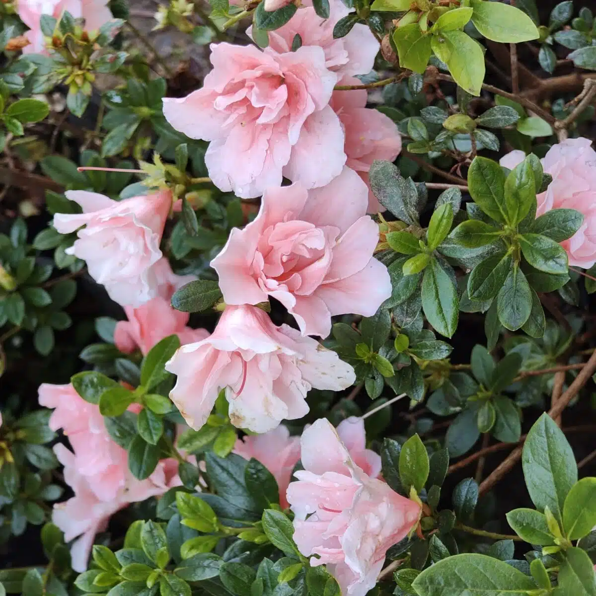 Azalea New Belgian Baby Pink - Image 15