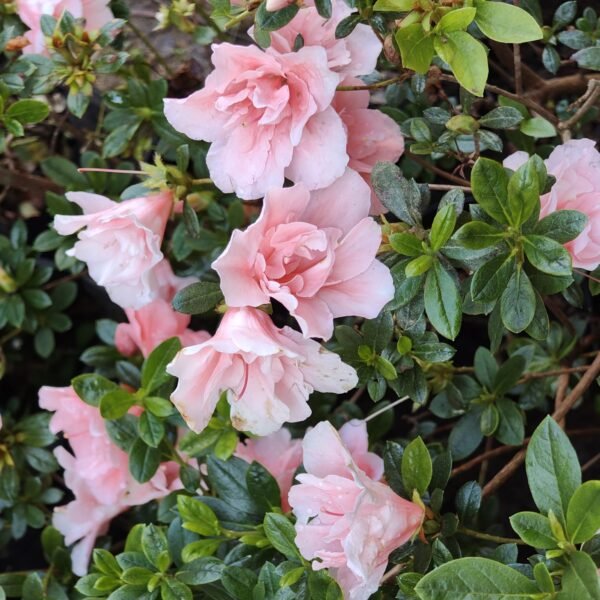 Azalea New Belgian Baby Pink - Image 15