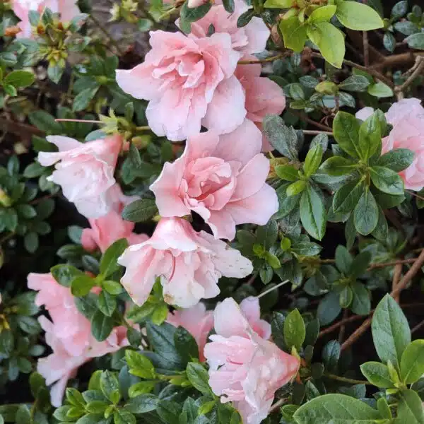 Azalea New Belgian Baby Pink - Image 15