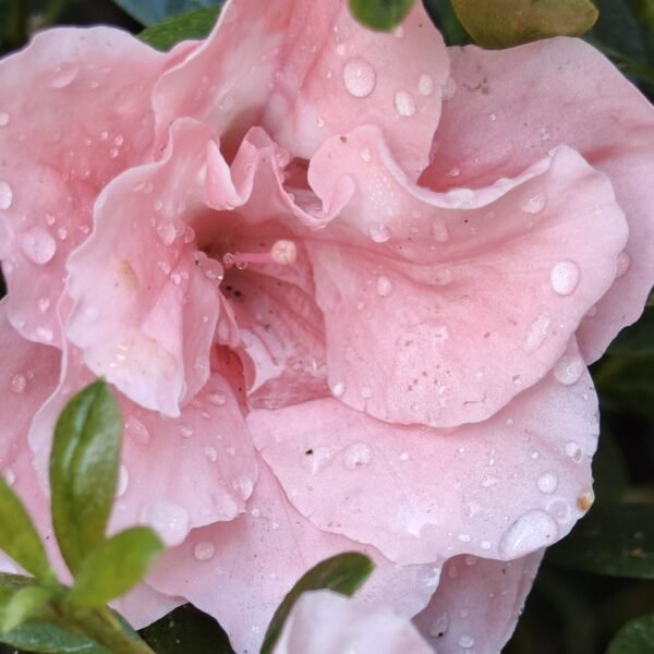 Azalea New Belgian Baby Pink - Image 13