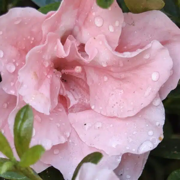 Azalea New Belgian Baby Pink - Image 13