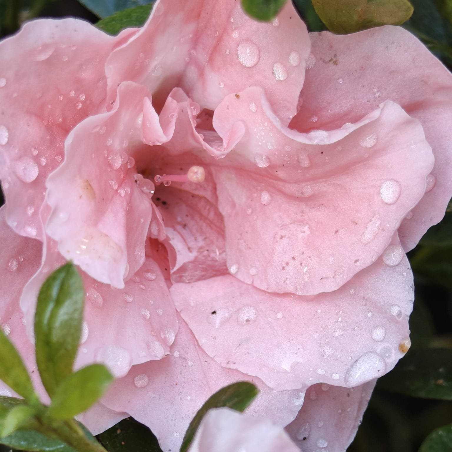 e659efd7-357f-455f-aef6-8ac7607153fc Azalea New Belgian Baby Pink - Image 13