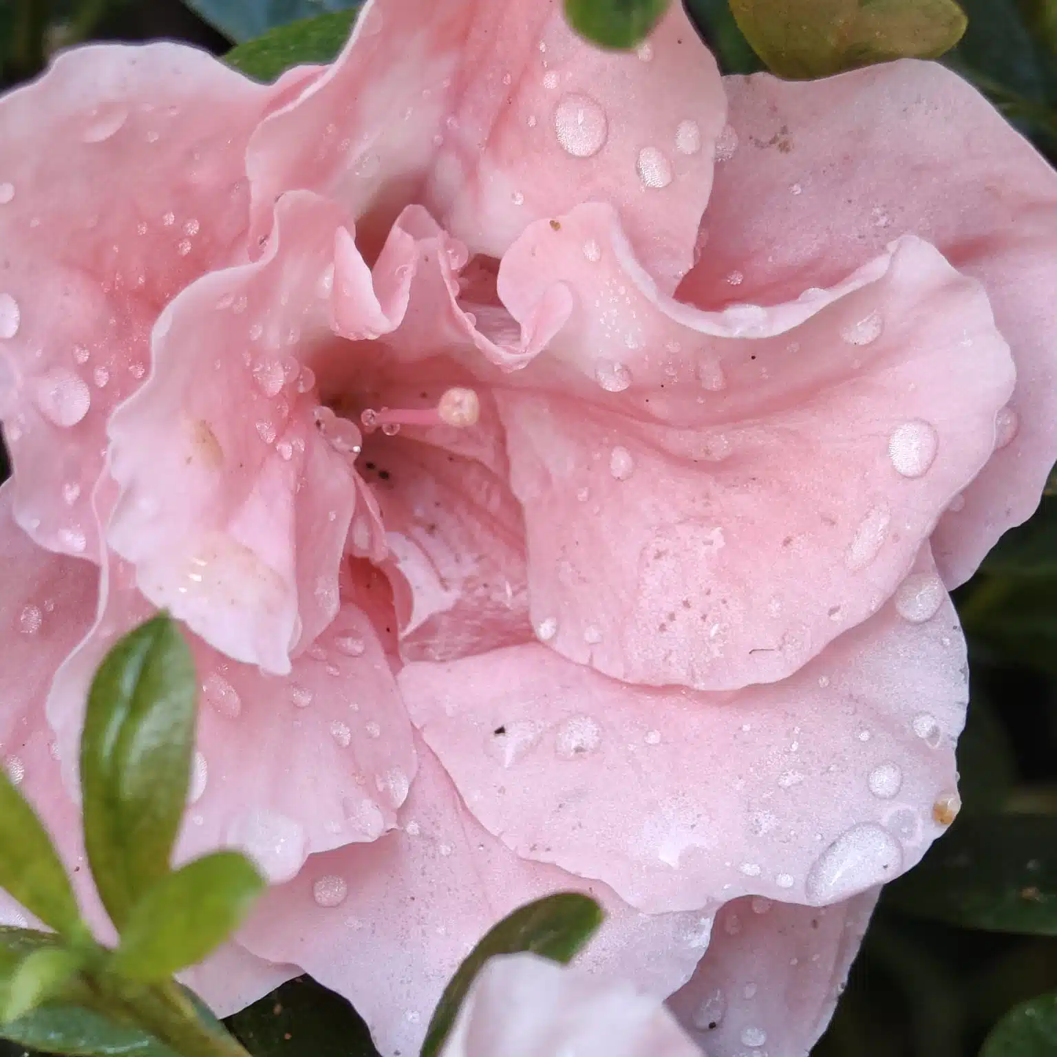 Azalea New Belgian Baby Pink - Image 13