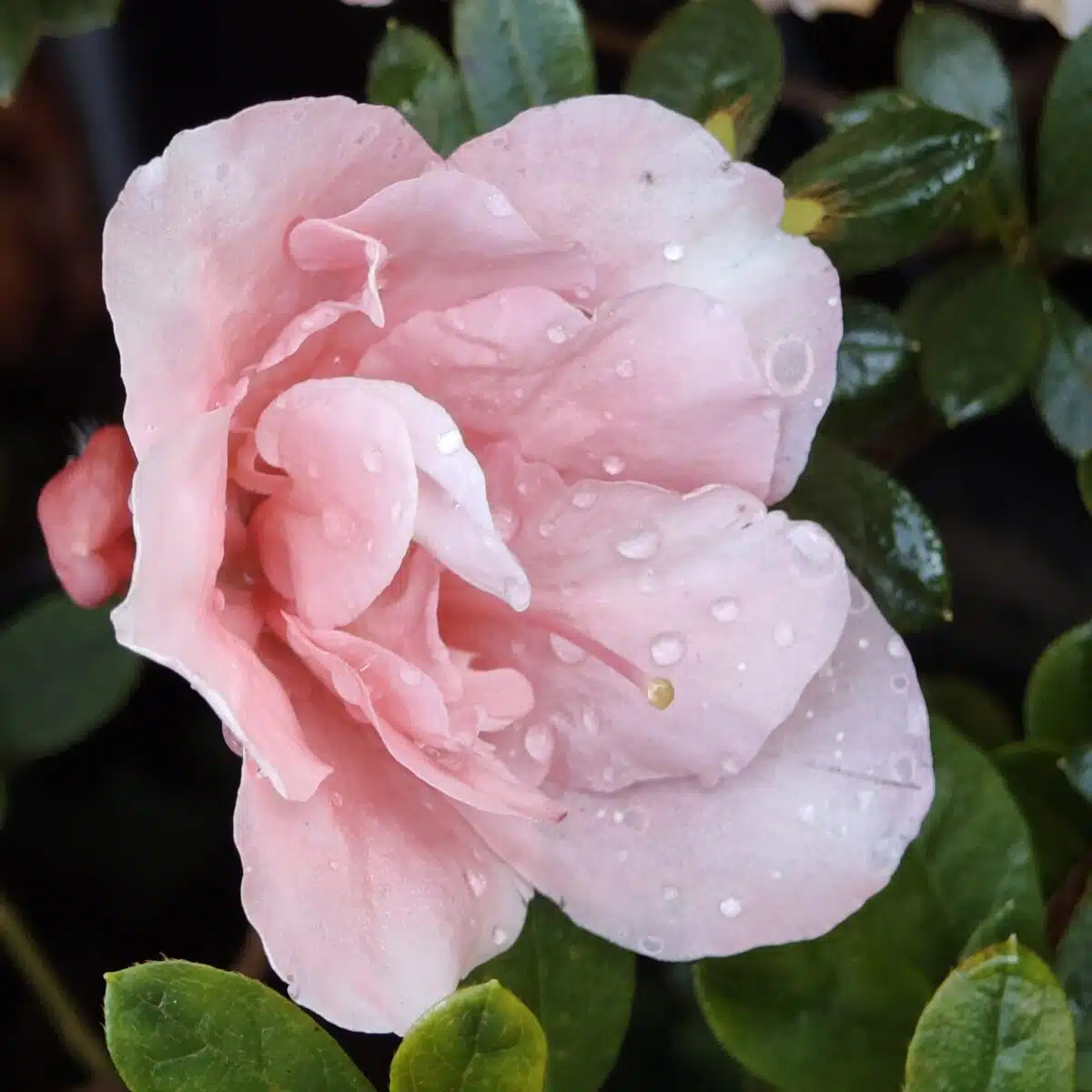 Azalea New Belgian Baby Pink - Image 14