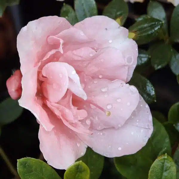 Azalea New Belgian Baby Pink - Image 14