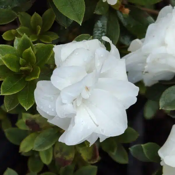 Azalea 'White Rosebud' - Image 4