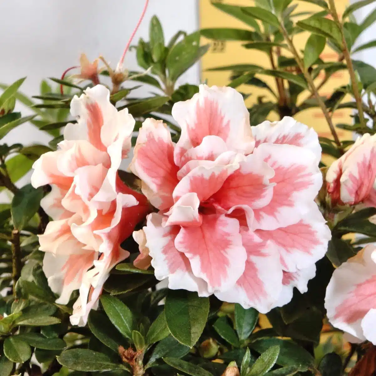 Azalea California Doll - Image 5