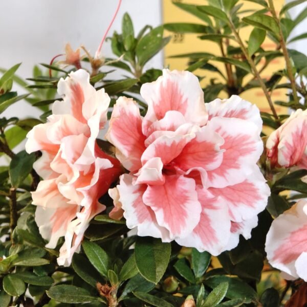 Azalea California Doll - Image 5