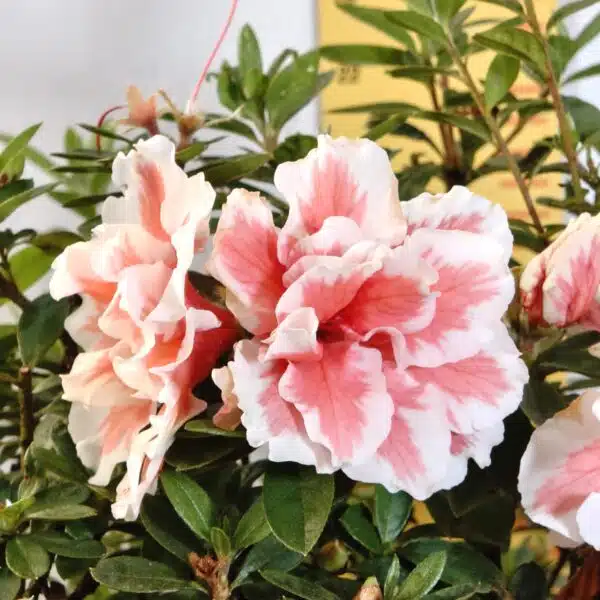 Azalea California Doll - Image 5